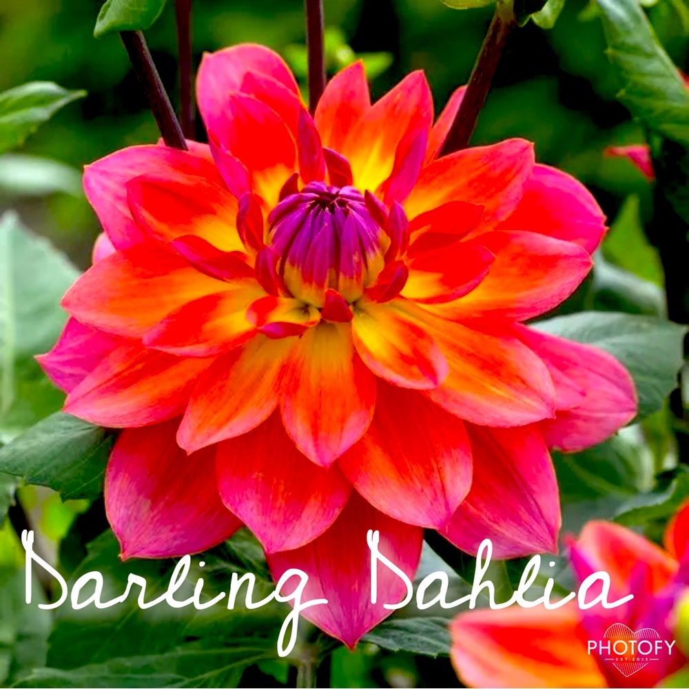 Meet your Posher, Lindsay for Darling Dahlia Shop